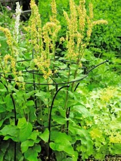 Essex Plant Supports -Outdoor Garden Care Shop 37423 200 tif