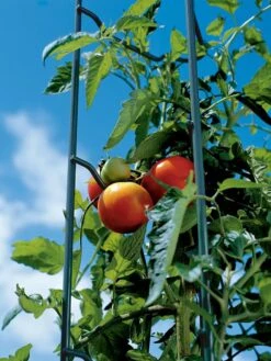 Tomato Ladders, Set Of 3 -Outdoor Garden Care Shop 38184 003E tif