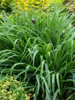 Jardin Bird Cage Support, 26" -Outdoor Garden Care Shop 39 521 0073 tif