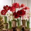 Premium Amaryllis Bulb