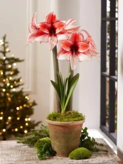 Premium Amaryllis Bulb -Outdoor Garden Care Shop 39 733 Charisma 2021 08 tif