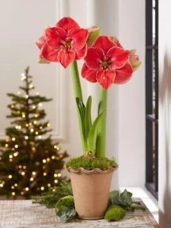 Premium Amaryllis Bulb -Outdoor Garden Care Shop 39 733 MagicalTouch 2021 10 tif