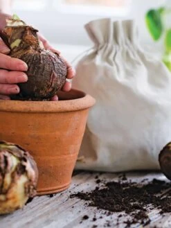 Premium Amaryllis Bulb -Outdoor Garden Care Shop 39 733 bagged 2020 05000 tif