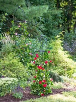 Essex Round Trellises -Outdoor Garden Care Shop 39545 2286 tif