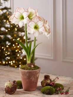 Premium Amaryllis Bulb -Outdoor Garden Care Shop 39733 2020 2006 tif