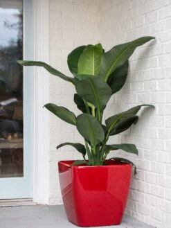 Viva Square Self-Watering Rolling Planter, 20" Diameter, Set Of 2 -Outdoor Garden Care Shop 3 4 crop 8612930 0032 tif