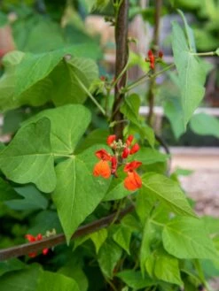 Jardin Tower -Outdoor Garden Care Shop 3 4 crop 8612997 0059