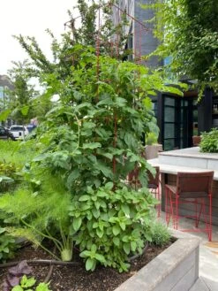 Tomato Towers, Set Of 2 8 Tomato Towers, Set Of 2 -Outdoor Garden Care Shop 8587041 01IN tif