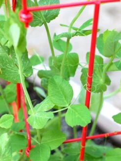 Tall Expandable Pea Trellis -Outdoor Garden Care Shop 8587061 101 tif