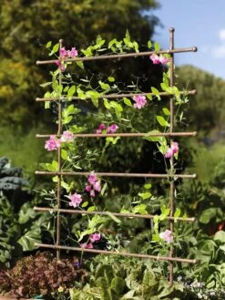 Jardin Ladder Trellis -Outdoor Garden Care Shop 8587107 083 tif
