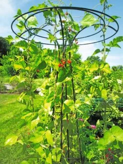 Essex Tuteur, 78" 12 Essex Tuteur, 78" -Outdoor Garden Care Shop 8587861 100 tif