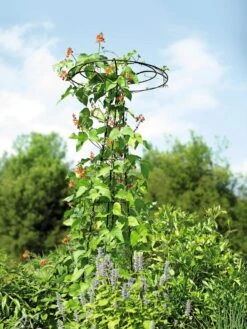 Essex Tuteur, 78" 11 Essex Tuteur, 78" -Outdoor Garden Care Shop 8587861 4160 tif