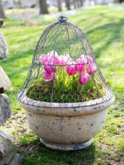 Chicken Wire Cloche -Outdoor Garden Care Shop 8590210 021 tif