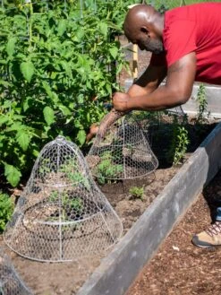 Chicken Wire Cloche With Extension 18 Chicken Wire Cloche With Extension -Outdoor Garden Care Shop 8590210 0442 tif