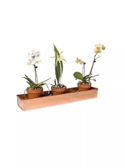 Rectangular Copper Plant Tray, 18"x4" -Outdoor Garden Care Shop 8593532 2890 tif