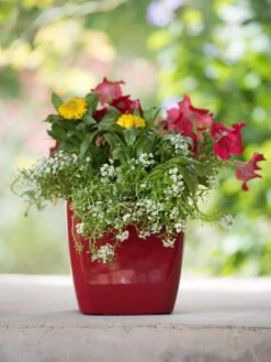 Viva Square Self-Watering Planter, 7" Diameter -Outdoor Garden Care Shop 8595223 1111 tif