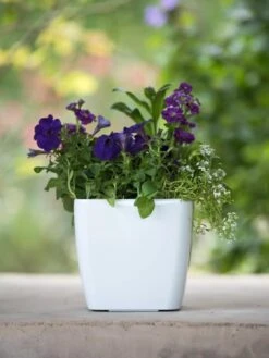 Viva Square Self-Watering Planter, 7" Diameter -Outdoor Garden Care Shop 8595223 1118 tif