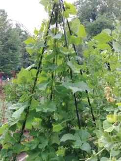 Titan Teepee Trellis -Outdoor Garden Care Shop 8595757 01EMP tif