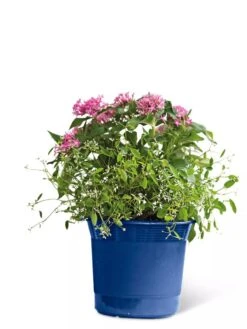 Eezy Gro Self-Watering Planters 15 Eezy Gro Self-Watering Planters -Outdoor Garden Care Shop 8596425 103 tif