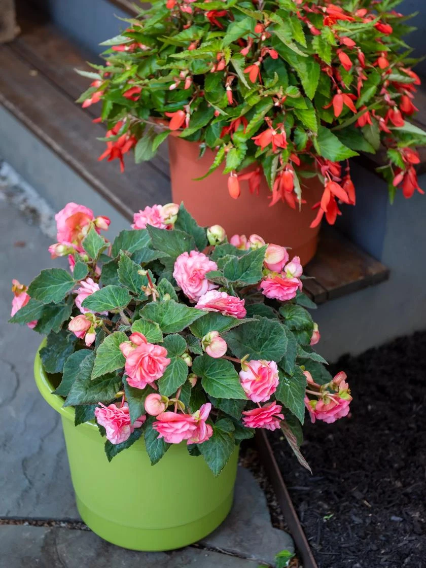 Eezy Gro Self-Watering Planters 5 Eezy Gro Self-Watering Planters - Image 3