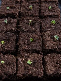 Vermont Compost Company Fort Vee™ Potting Mix, 20 Quarts -Outdoor Garden Care Shop 8599281 5930