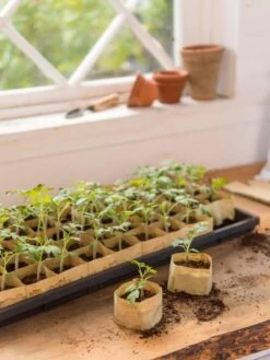 Paper Pots, 50 Cell -Outdoor Garden Care Shop 8599830 0502 paper pots 50 cell tif