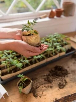 Paper Pots, 50 Cell -Outdoor Garden Care Shop 8599830 0507 tif