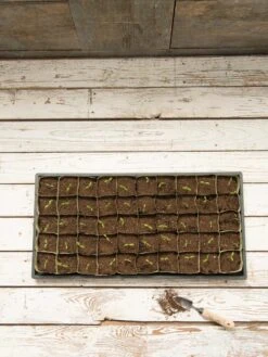 Paper Pots, 50 Cell -Outdoor Garden Care Shop 8599830 18489 tif