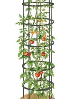 Titan Tall Tomato Cages, Set Of 3 -Outdoor Garden Care Shop 8599860 0002 art tif