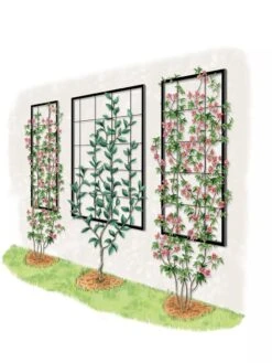 Exeter Wall Trellis -Outdoor Garden Care Shop 8600049 50 0001 art tif