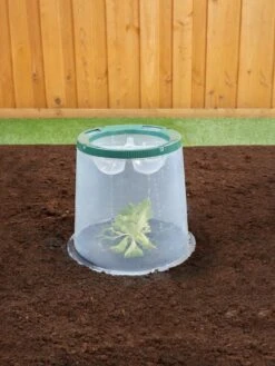 Sunny Forcing Cloches, Set Of 3 13 Sunny Forcing Cloches, Set Of 3 -Outdoor Garden Care Shop 8600075 02V tif