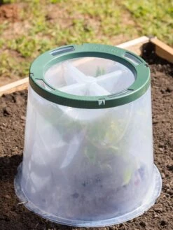 Sunny Forcing Cloches, Set Of 3 12 Sunny Forcing Cloches, Set Of 3 -Outdoor Garden Care Shop 8600075 0734 tif