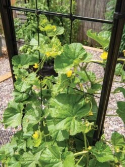 Gardener’s Victory Self-Watering Planter With Vine Trellis -Outdoor Garden Care Shop 8600176 6853