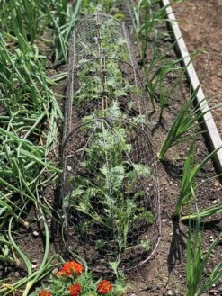 Chicken Wire Row Cloche Expandable Extra Large 3N1 -Outdoor Garden Care Shop 8609412 5903 tif