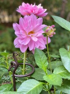 Arden Single Stem Supports, Set Of 2 -Outdoor Garden Care Shop 8610375 5703 tif