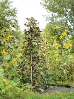 DIY Connector For Teepee Trellis -Outdoor Garden Care Shop 8611896 062 tif