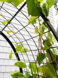 2’ X 4’ Arch Trellis For Planter Boxes -Outdoor Garden Care Shop 8612976 0436