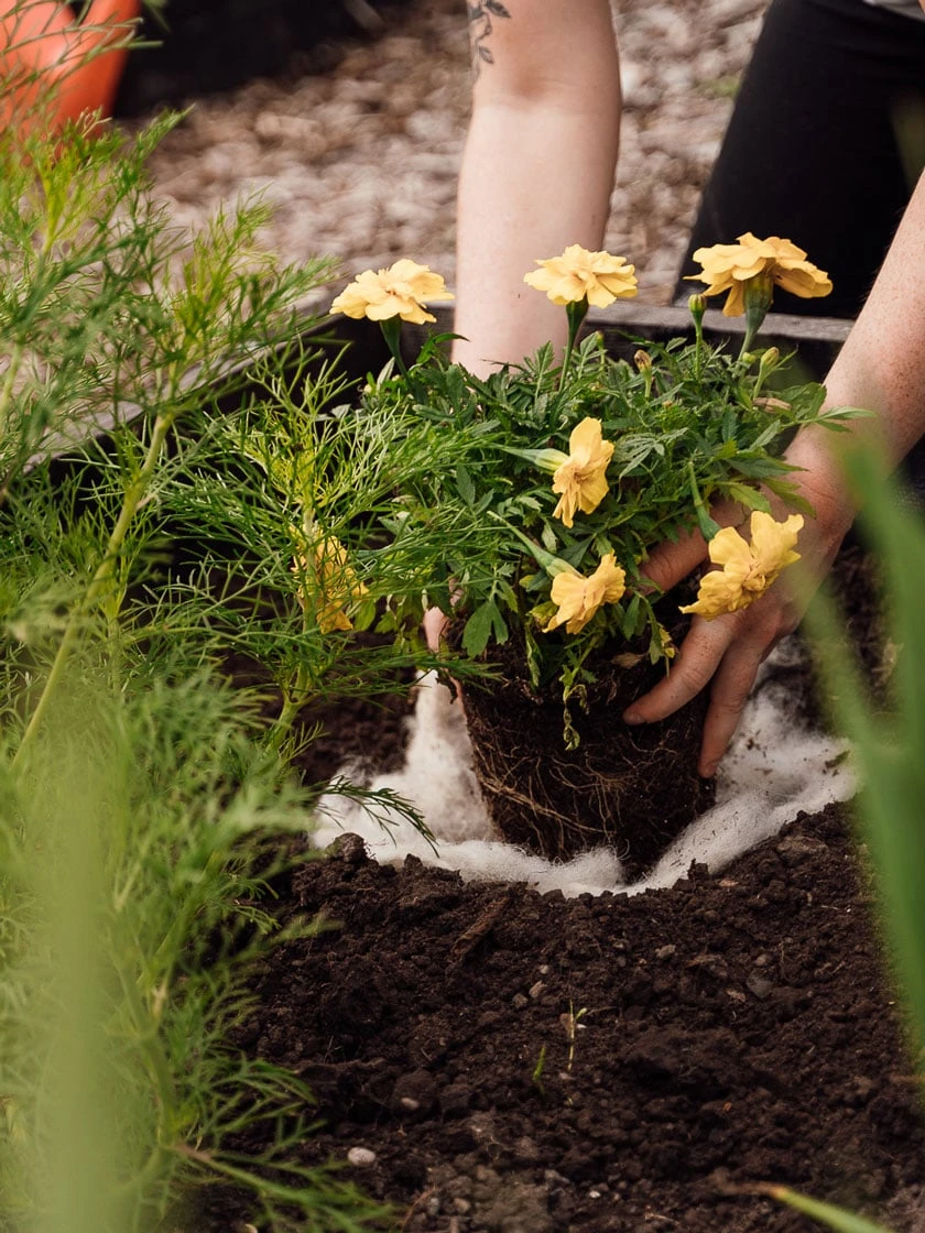 Hortiwool ®, 5 Pad Pack 7 Hortiwool ®, 5 Pad Pack - Image 5