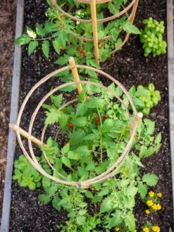 Bamboo Tomato Cages, Set Of 3 -Outdoor Garden Care Shop 8613426 6921