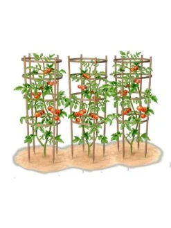 Bamboo Tomato Cages, Set Of 3 -Outdoor Garden Care Shop 8613426 art