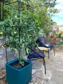 Oasis Self-Watering Tomato Planter With Trellis -Outdoor Garden Care Shop 8613440 01IN