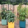 Oasis Self-Watering Tomato Planter With Trellis