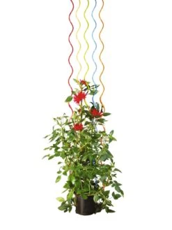 Rainbow Spiral Supports, Set Of 5 -Outdoor Garden Care Shop GS36377 03S tif